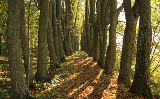 2. Daniliškio liepų _ALEJA.jpg